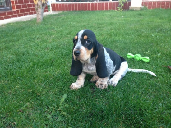 naša nová posila na diviačiky :)