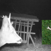 tuším je to on , čo poviete ? :)