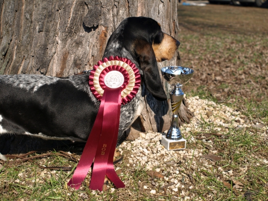 FeHoVa Winter Dog Schow