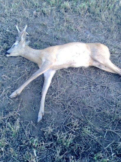 ,,ulovok,, srnec postrielaný pytliakom