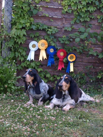 Klubová výstava basetov