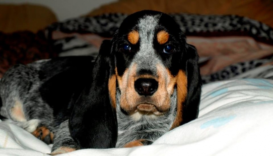 Nová posila do našej basetovskej svorky :)