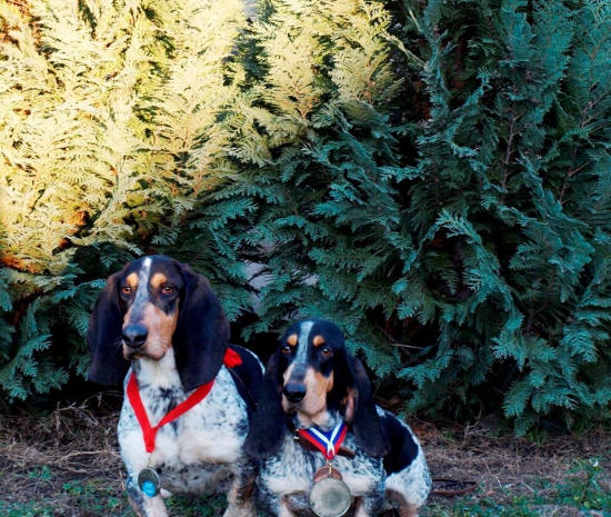 Prvý chovný pes na Slovensku a dokončený šampion krásy