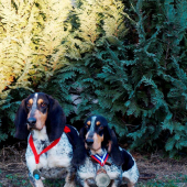 Prvý chovný pes na Slovensku a dokončený šampion krásy