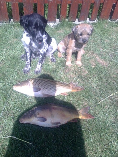 čakali sme na kačicu chytili sme kaprov