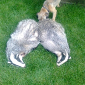 ulovok zo včerajšieho večera