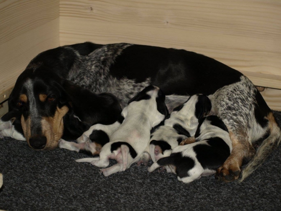 Naše šteniatka , CHS Blue Slovakia