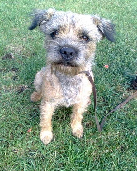 Uspešný víkend FSMP I.c ,BL II.c Fox z Bjelakovej záhrady