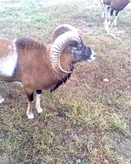 baran