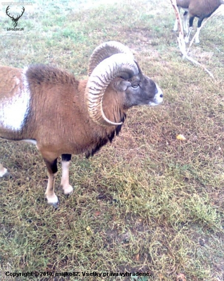 baran