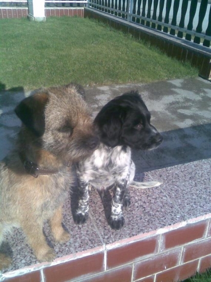 bordík Fox a bretonec Abi