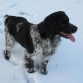 kde sú  ,, bretónsky stavač,,