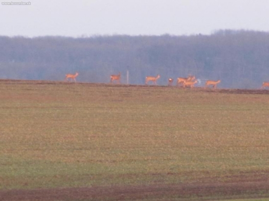 srnčie