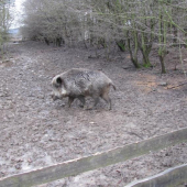 diviačik v oplôtku