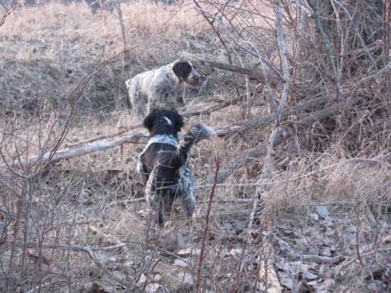 fúzik vystavuje bretonák priznáva
