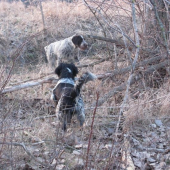 fúzik vystavuje bretonák priznáva