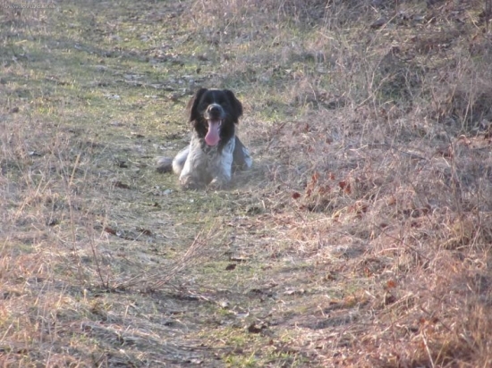 davn pri postriežke