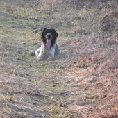 davn pri postriežke