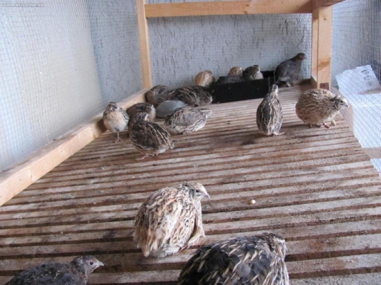 prepeličky na tréning