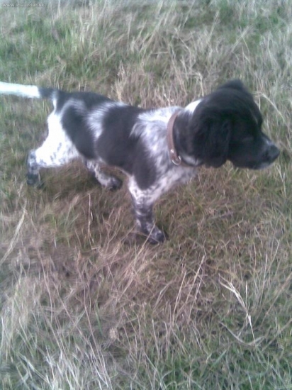 vystavovanie prepelice 3 mesačnym bretonskym stavačom