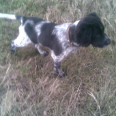 vystavovanie prepelice 3 mesačnym bretonskym stavačom