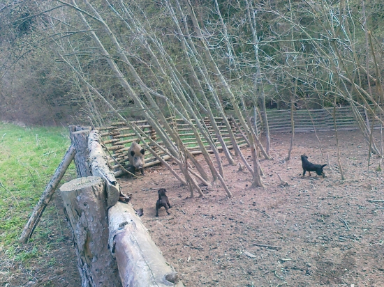 Patík a jagoš v akci