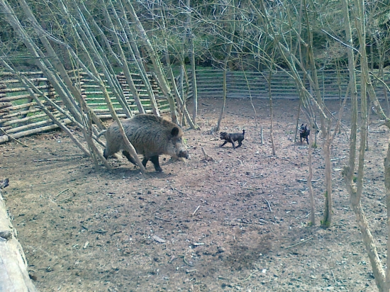 Další foto z obůrky