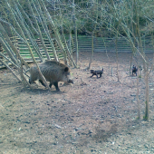 Další foto z obůrky