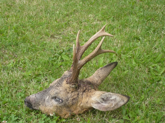 Nalezený-sražený autem