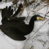 Raní čekání u Bečvy