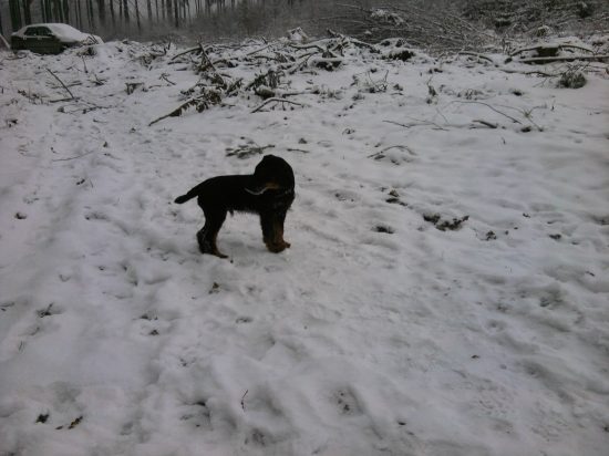 Můj benjaminek jagdterier Alf