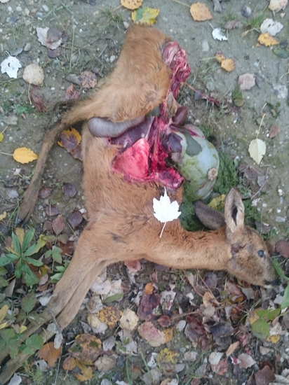 Práca pytlačiacich psov(2)