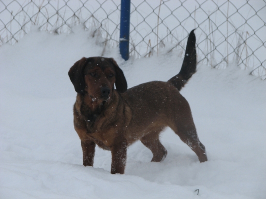 Pozoor, mačička na blízku...