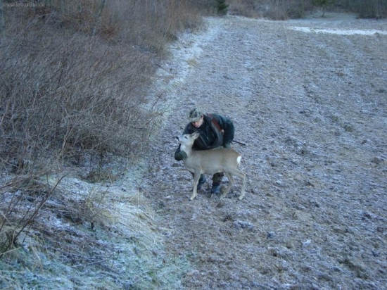 miša