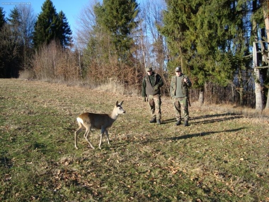 miša