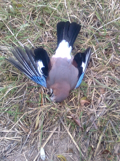sojka