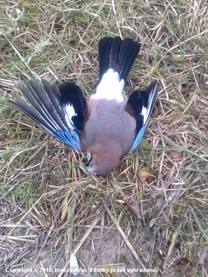 sojka