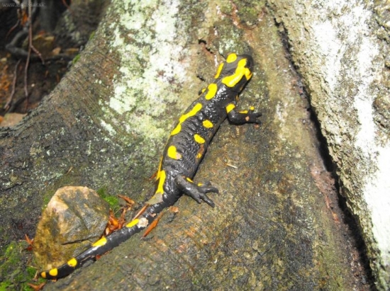 salamandra skvrnita