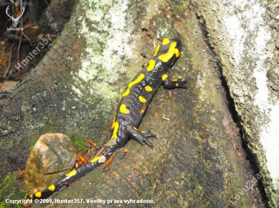 salamandra skvrnita