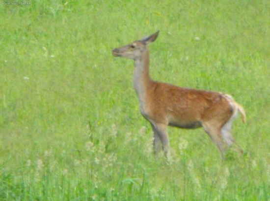 Jelenica