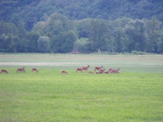 Vysoká