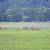 Vysoká