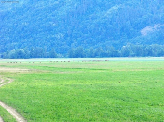 črieda