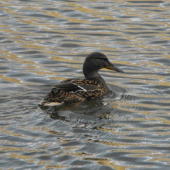 kacka diva