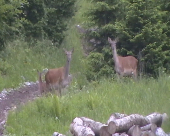 jelenice