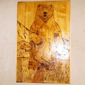 sedy grizzly