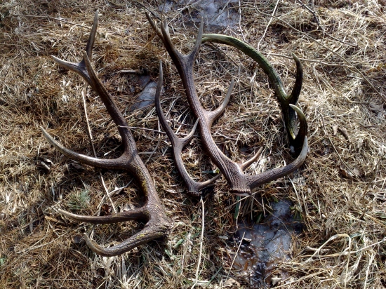 Piatkova prechadzka-darilo sa