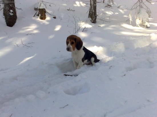 Môj nový spoločník