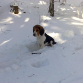 Môj nový spoločník