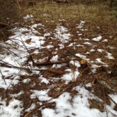 bratrancom spolocne dohladany par